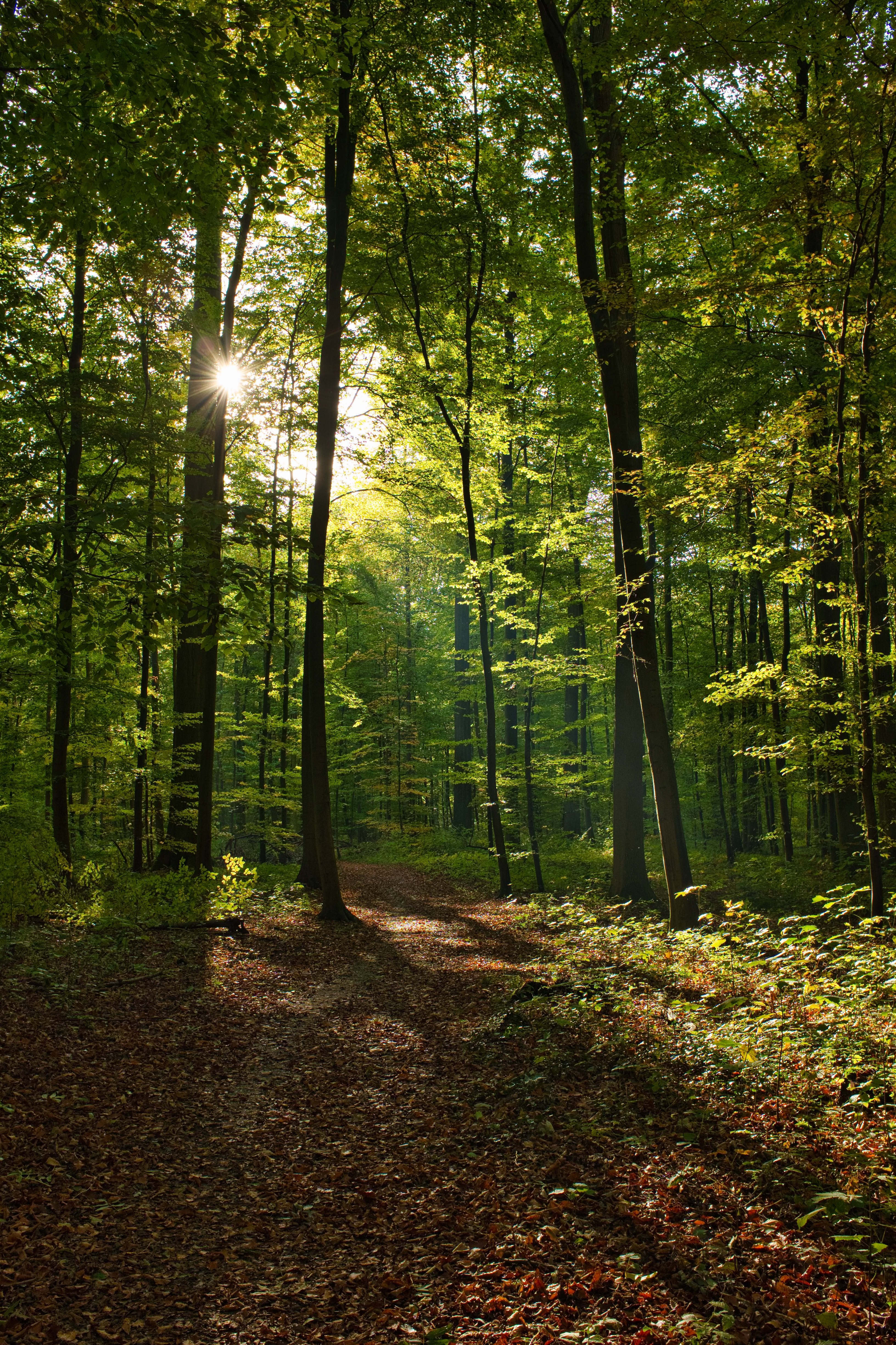 Forest — our commitment to the planet